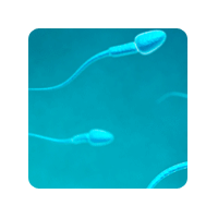 Células precursoras de espermatozoides a partir de células madre